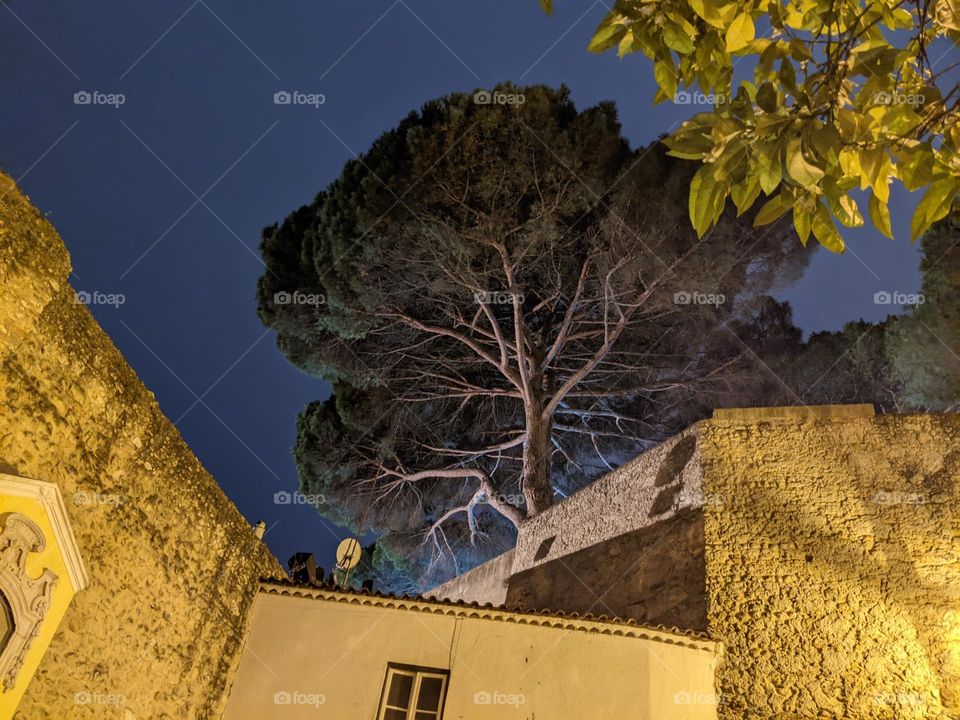 night view. buildings lit by a yellowish glow line the foreground. a tree cast in shadow looms over the buildings. the sky is a dark blue, growing darker