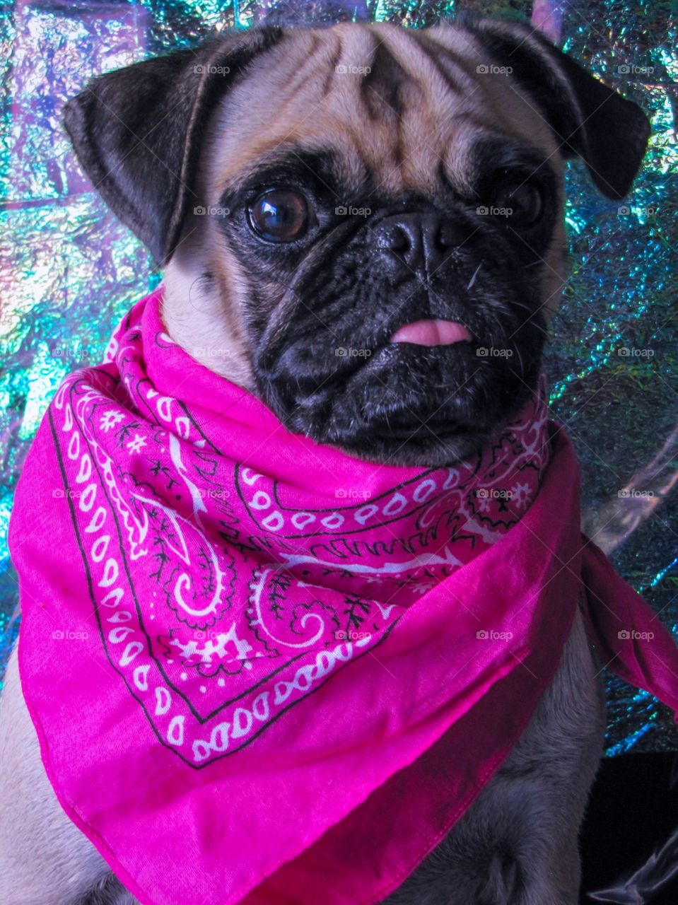 Pink bandanna pug