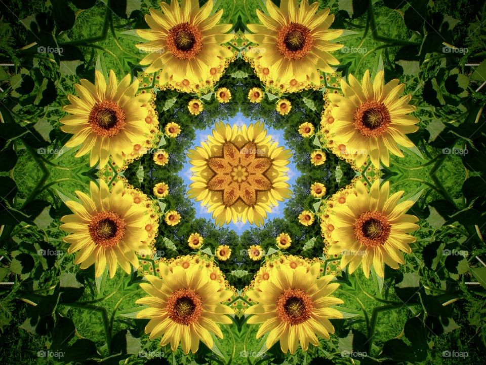 A Sunflower Kaleidoscope