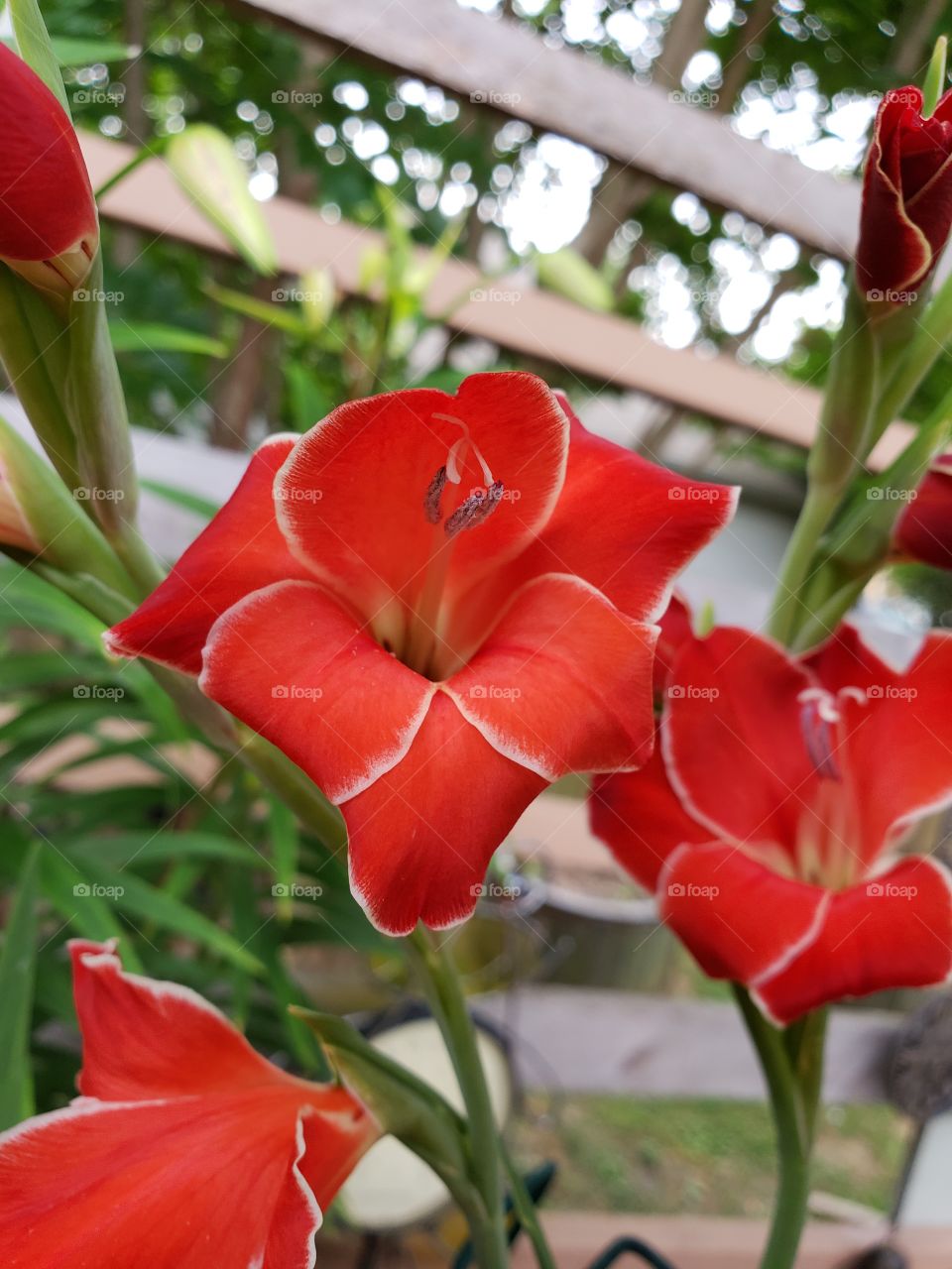 bright red flowers