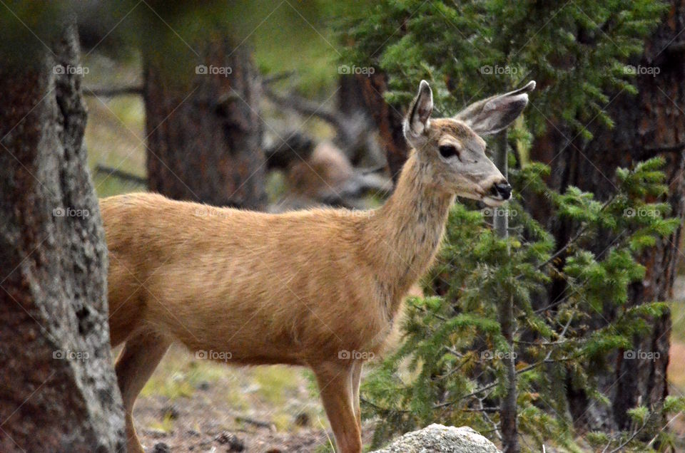 Doe in woods