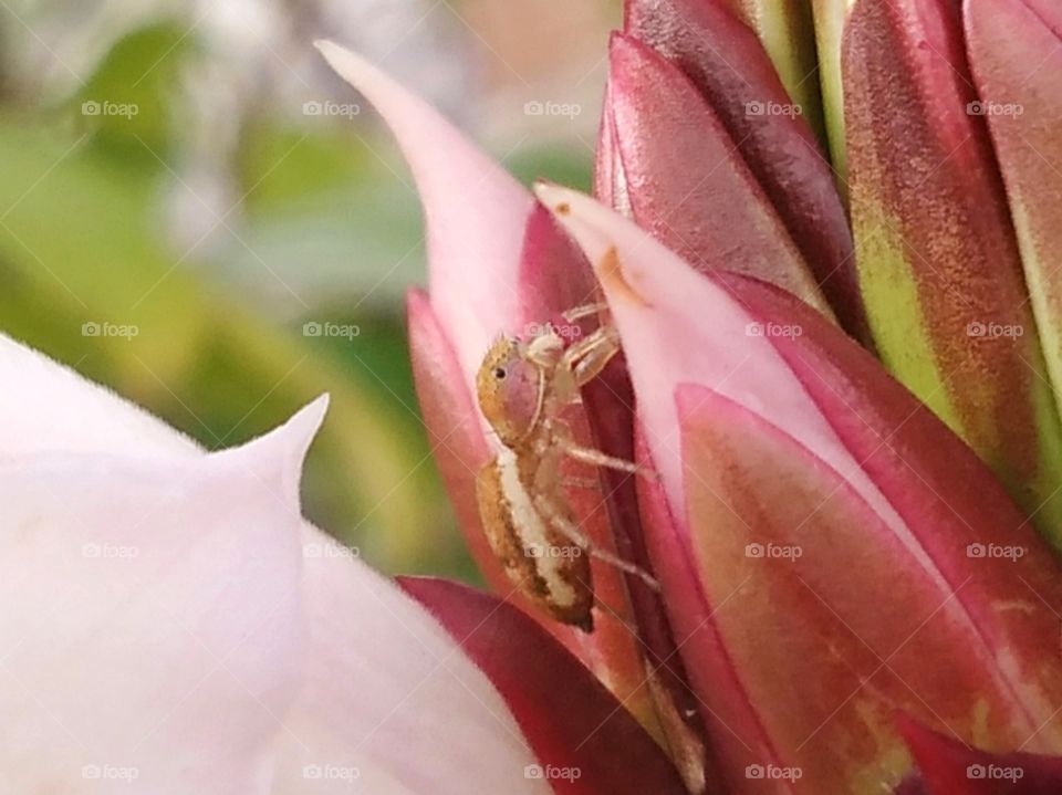 Spider on the flower.