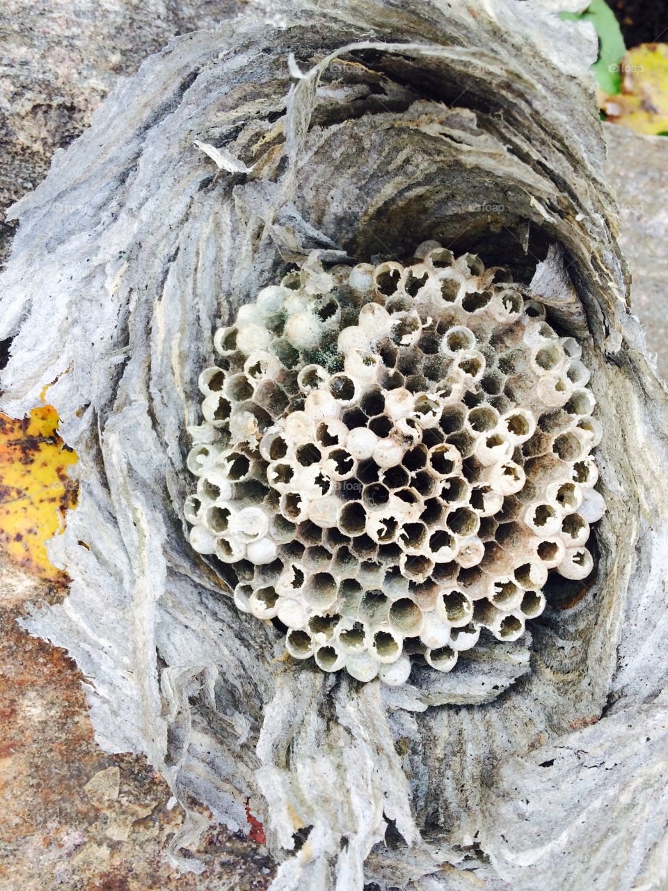 Fallen paper wasp nest