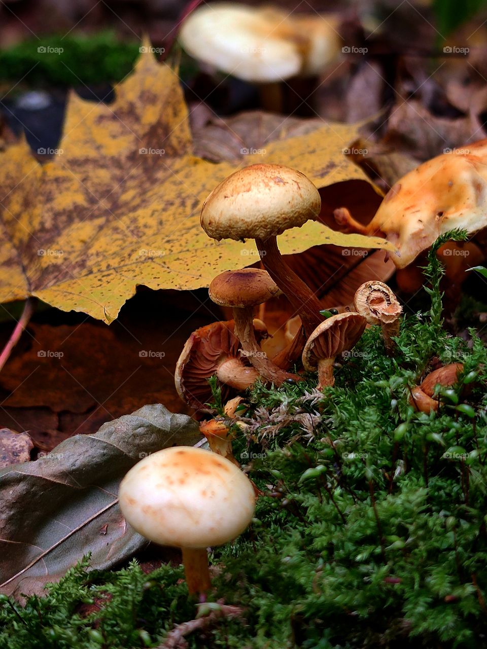 Autumn in the forest.  Honey mushrooms among autumn colorful leaves