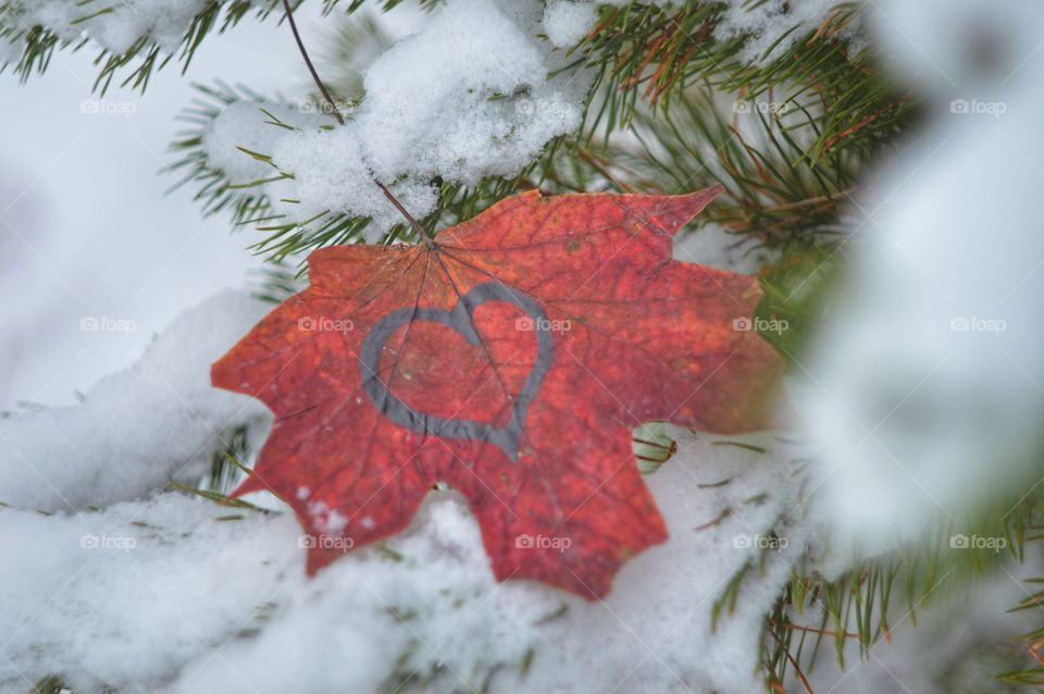 Maple leaves at winter