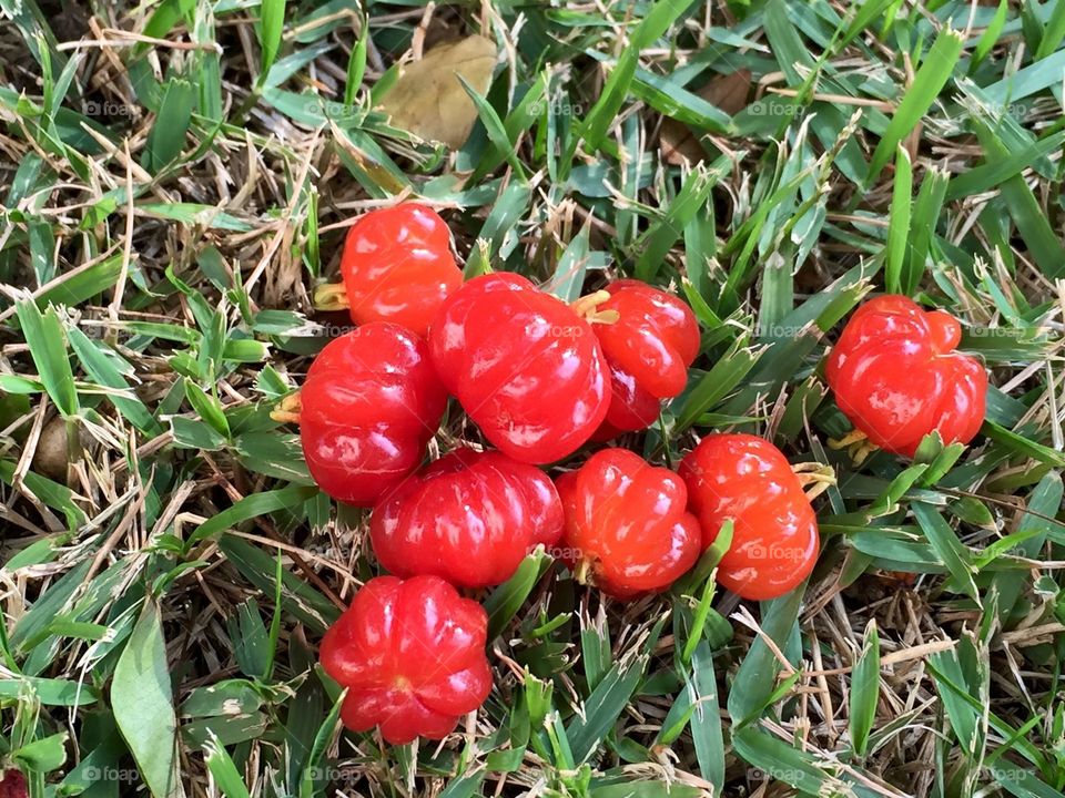 Eugenia uniflora