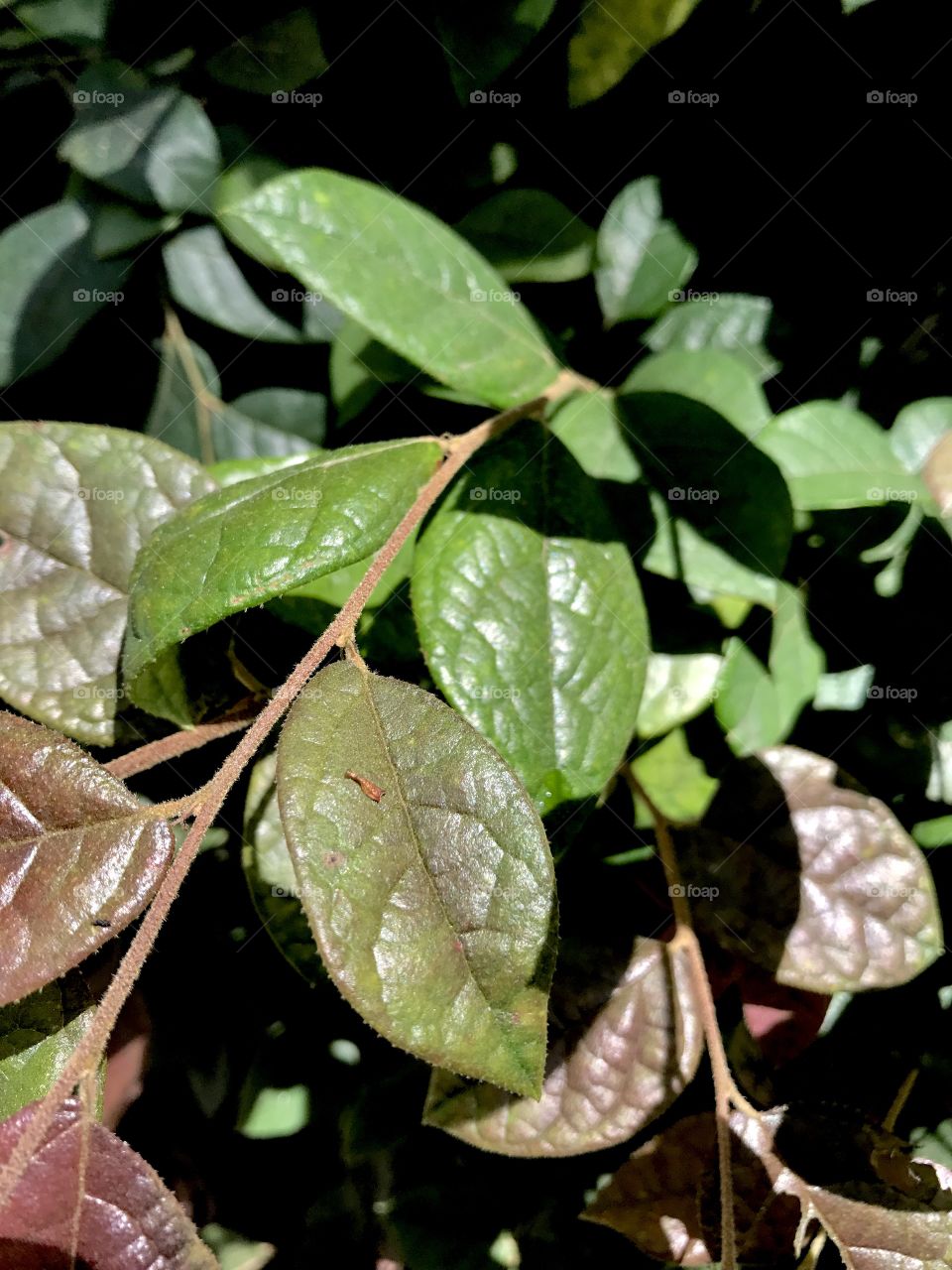 Close-up of red and green leaves