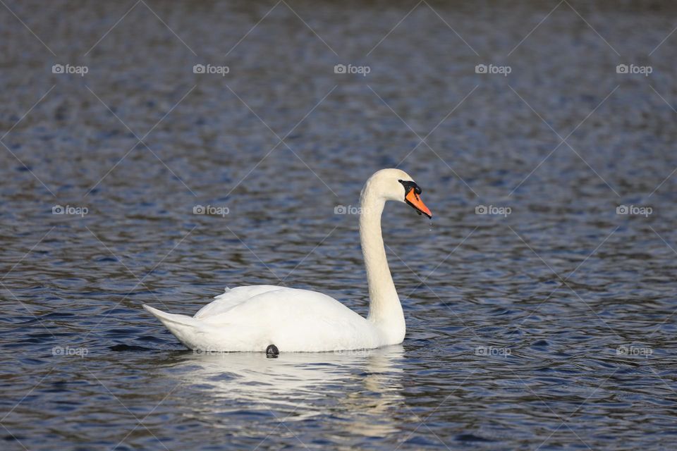 Swan in the ocean 