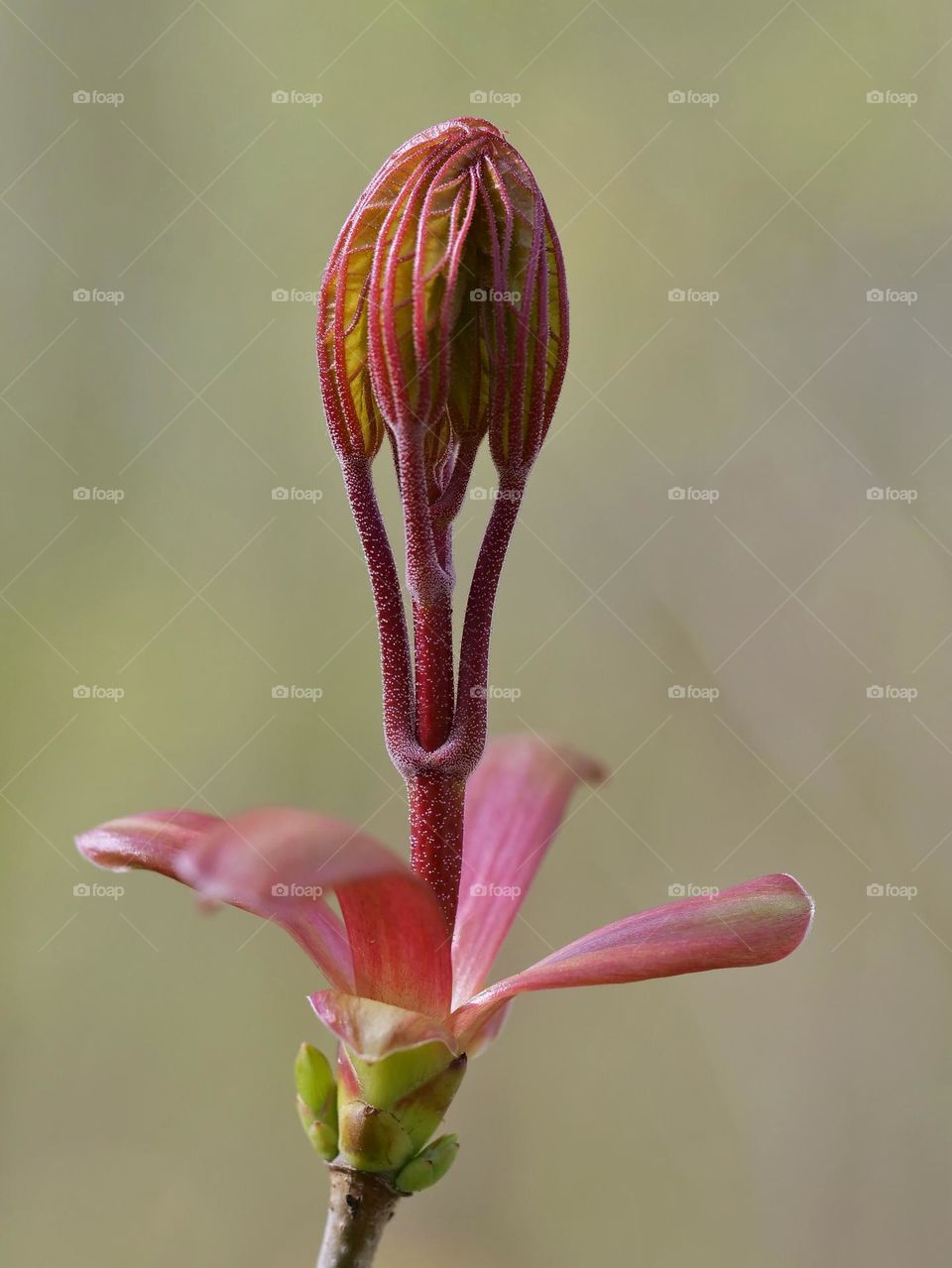 Leaf bud