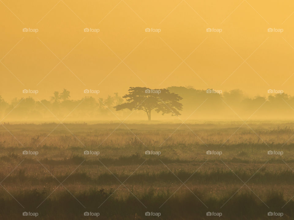 Alone Tree in Foggy and Misty Rice Fields at Sunrise dawn.