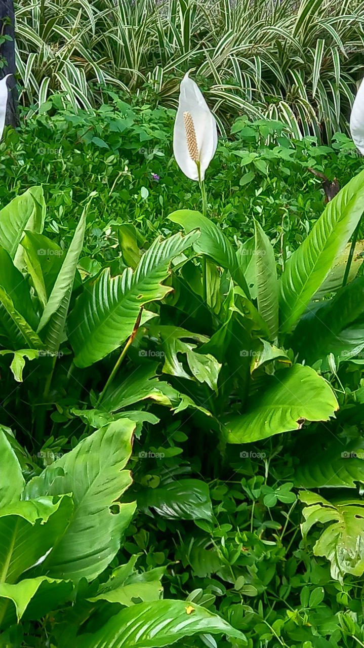 Flor branca