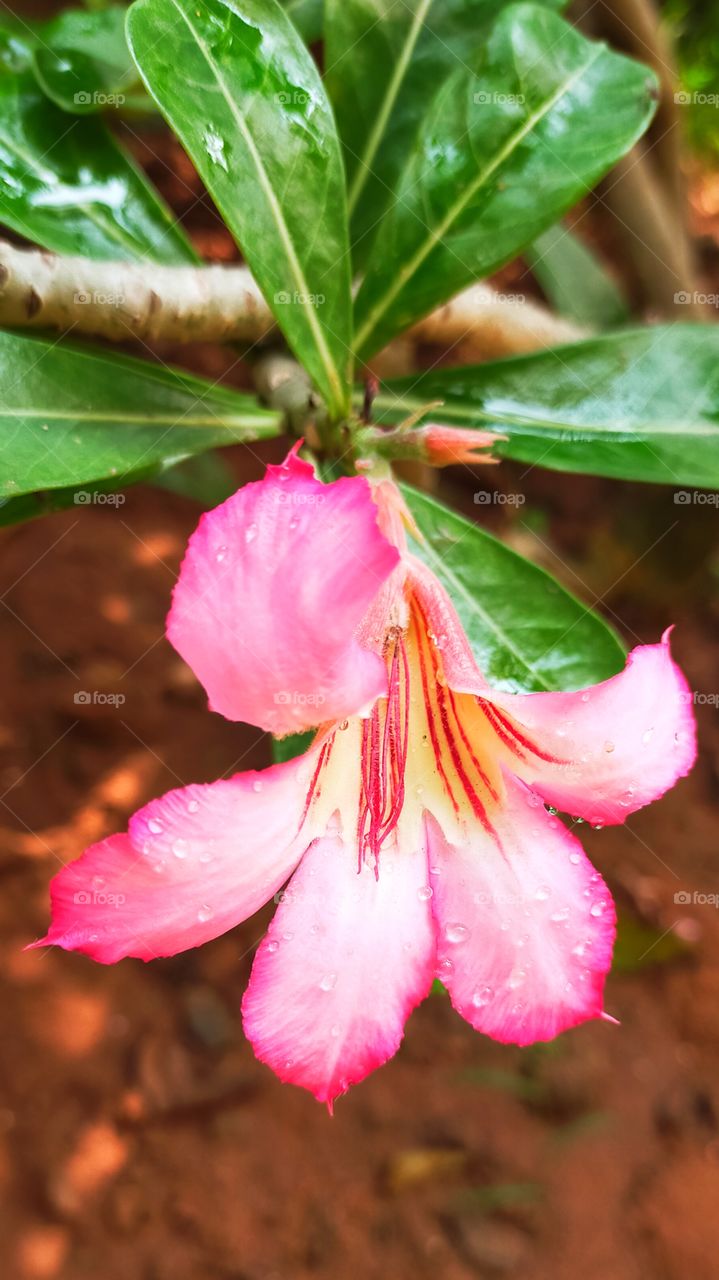 Adenium also called as desert Rose and this flower is looking so elegant.