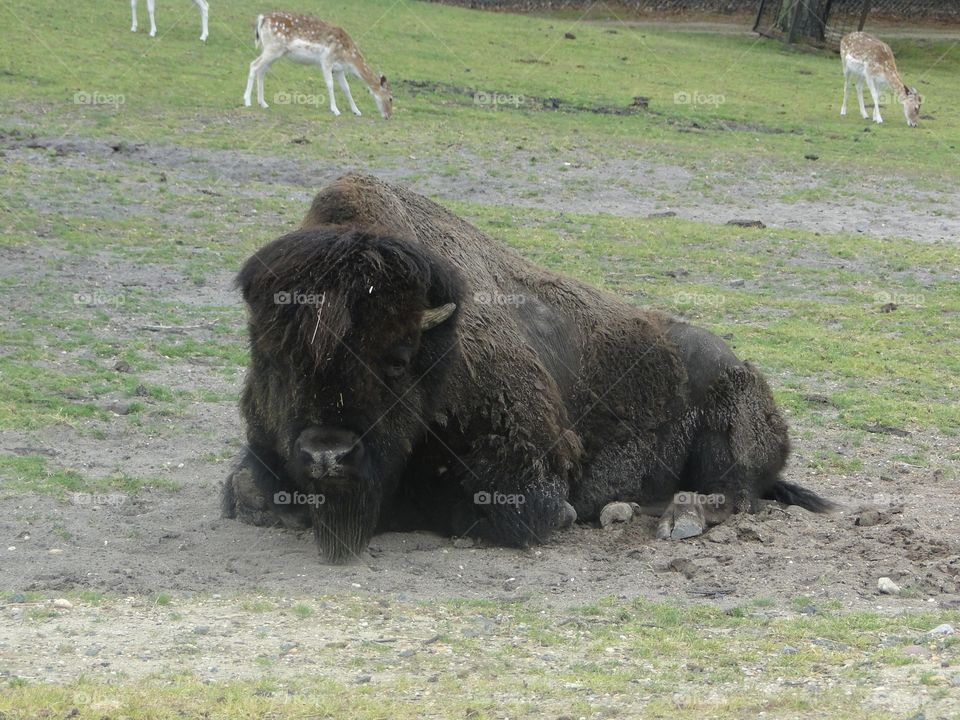 Bison. At a safari in Canada 