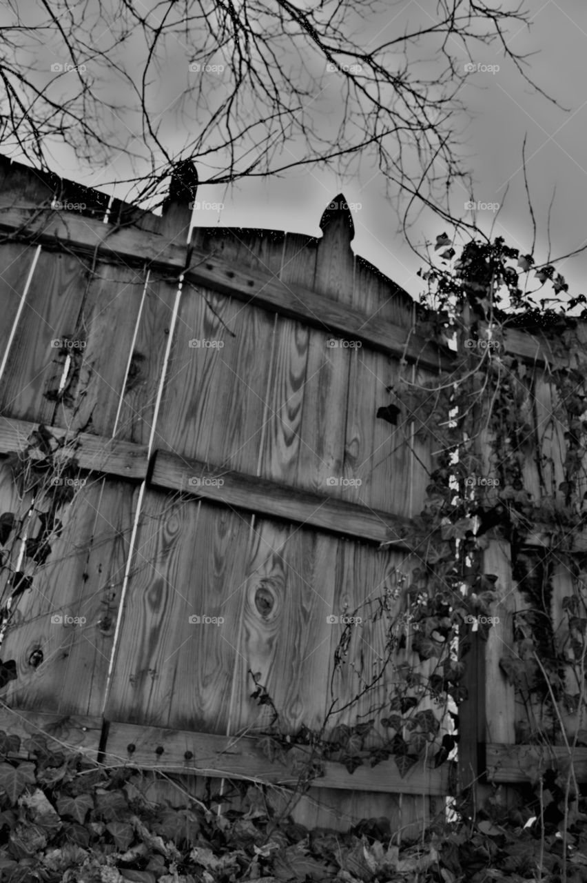 gate and ivy . life in black and white