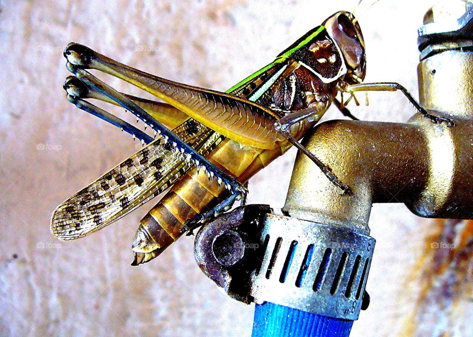 The grasshopper is a medium to large sized insectand the grasshopper is found (close to grass) all over the world. Grasshoppers are best known for their ability to jump incredible heights and distances.,

Most grasshopper individuals grow to about 2 inches long although larger grasshoppers are found on a fairly regular basis that grow to more than 5 inches in length. The grasshopper has wings meaning it can migrate over long distances when the weather gets too cold.

There are 11,000 thousand known species of grasshopper on Earth, that live in grassy areas such as fields and meadows and forest and woodland. Like all insects, all species of grasshopper have a three-part body that is made up of the grasshopper's head, it's thorax and the abdomen. Grasshoppers also have six legs, two pairs of wings, and two antennae.