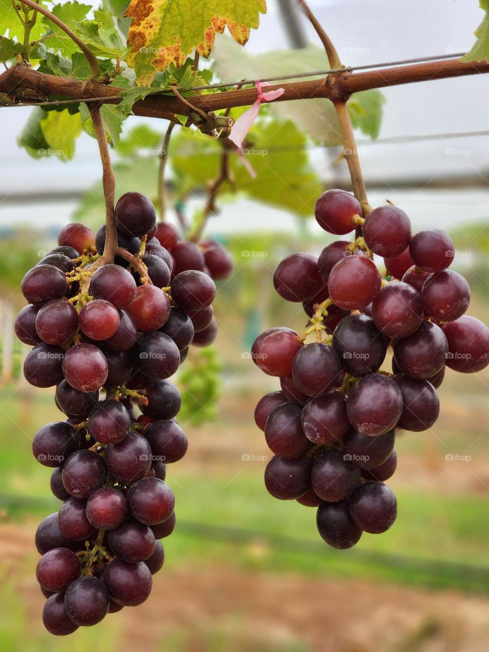 grape