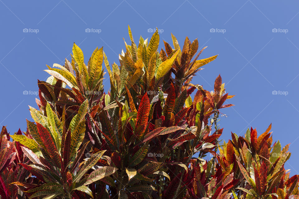 Blue sky foliage.