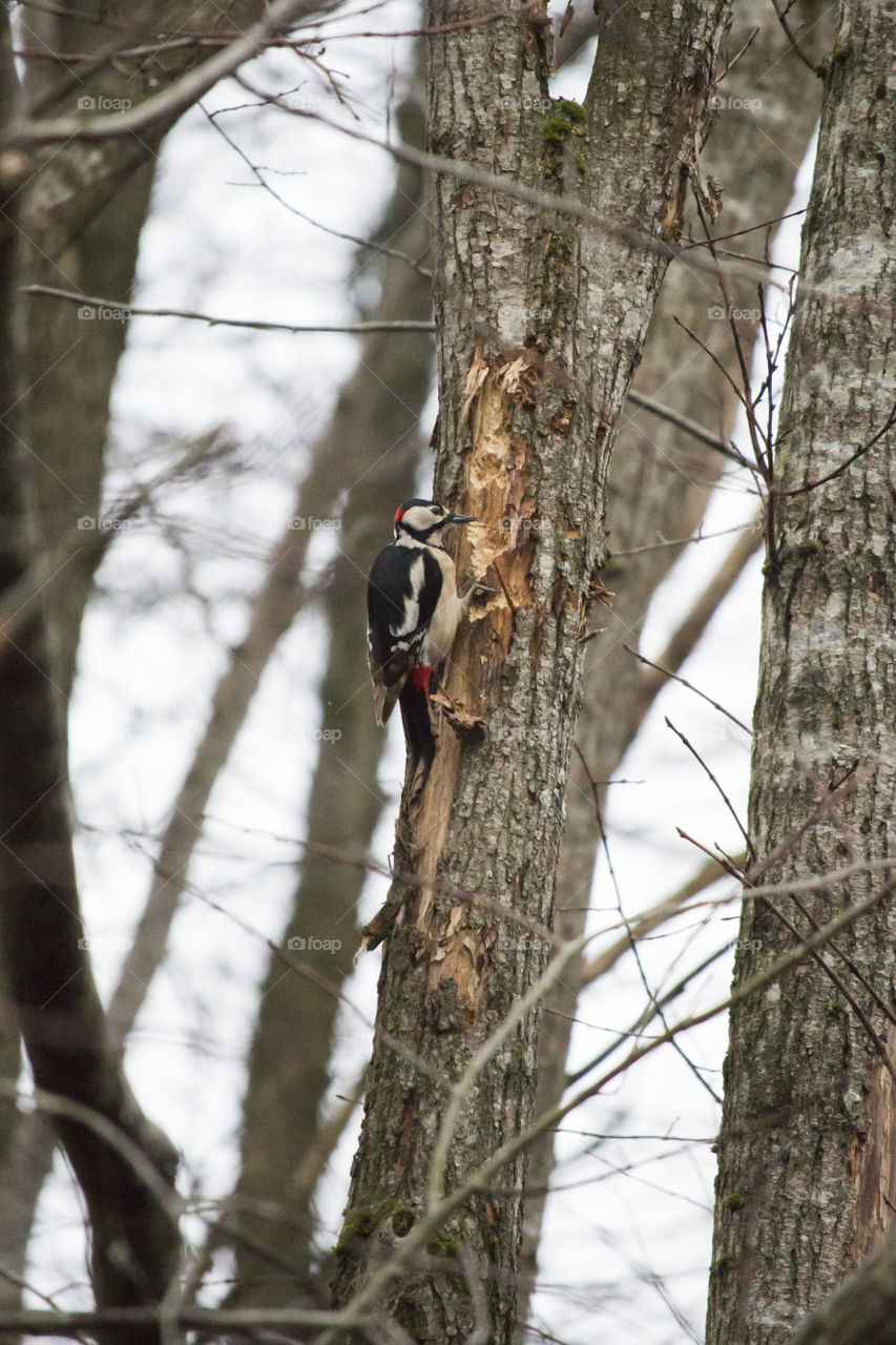 Woodpecker in the forest .
Hackspett 