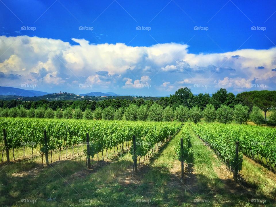 Vineyard in the tuscan region of italy