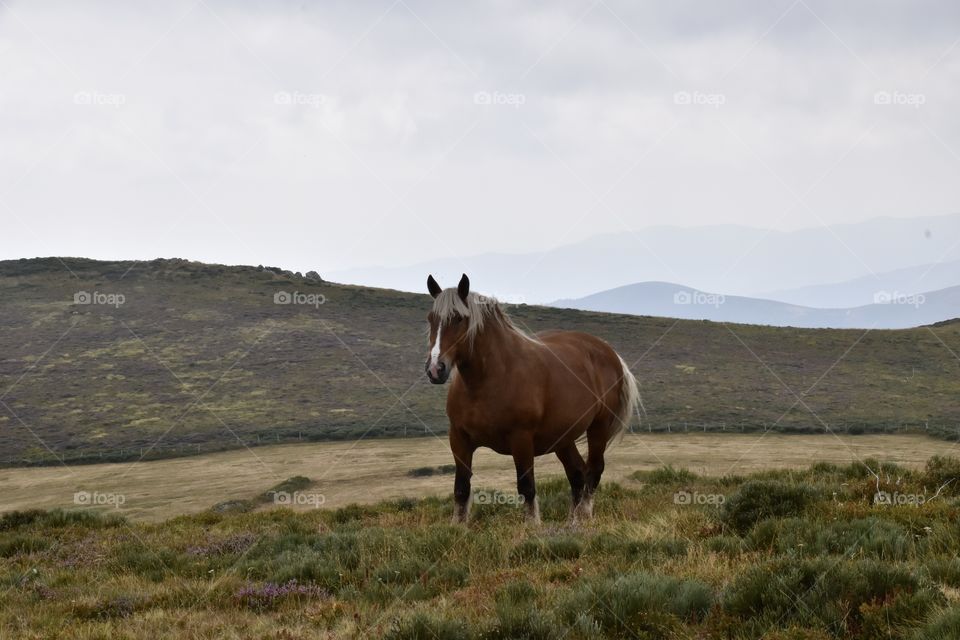 Wild gree range horse with nature as background 