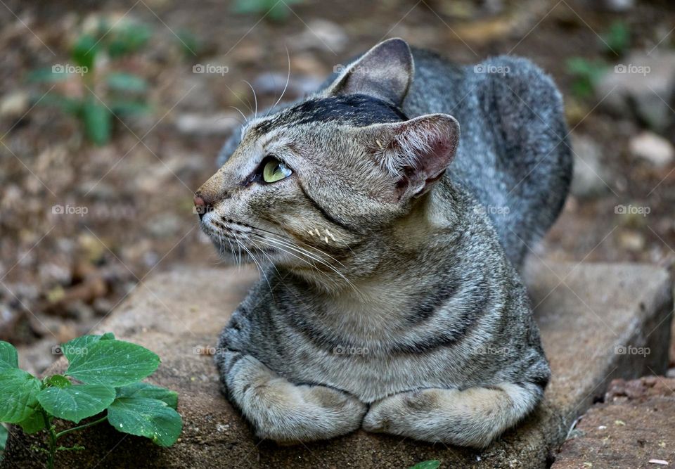Animal Photography - Cat - Behaviour 