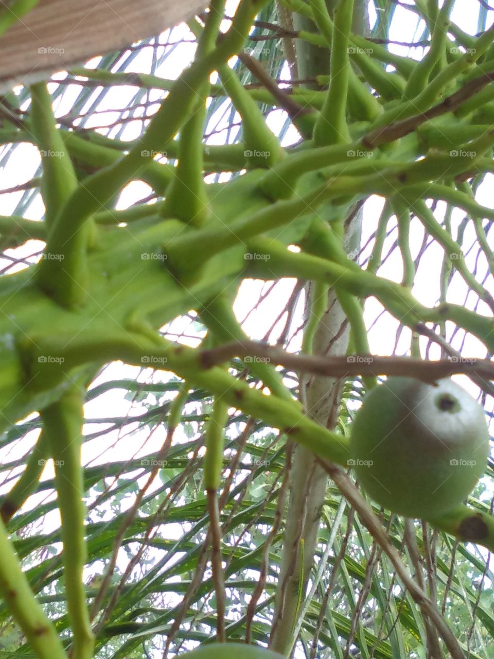 Queen Palm Seed Stalk
