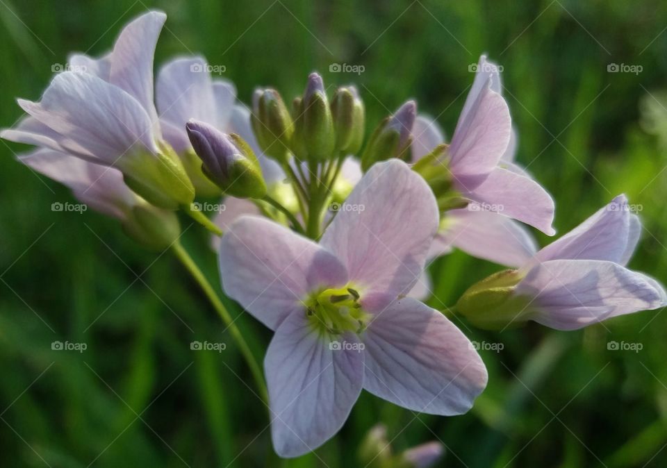 Wild spring flowers