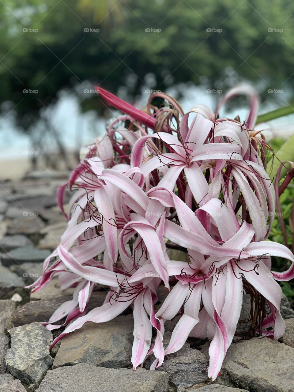 Beautiful lily in Costa Rica 