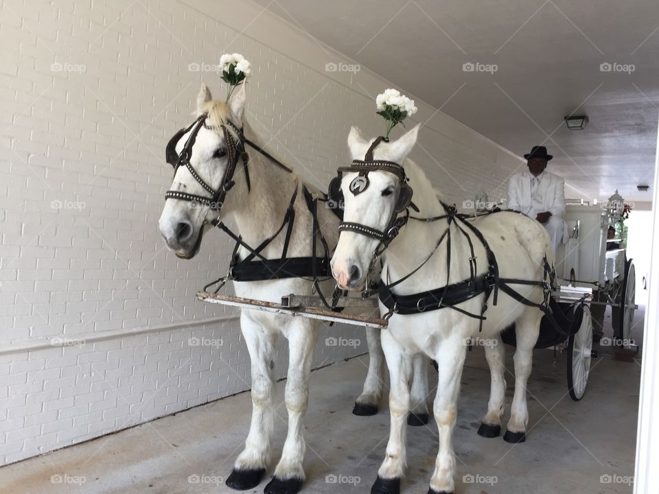Horse and carriage white horses pulling carriage funeral 
