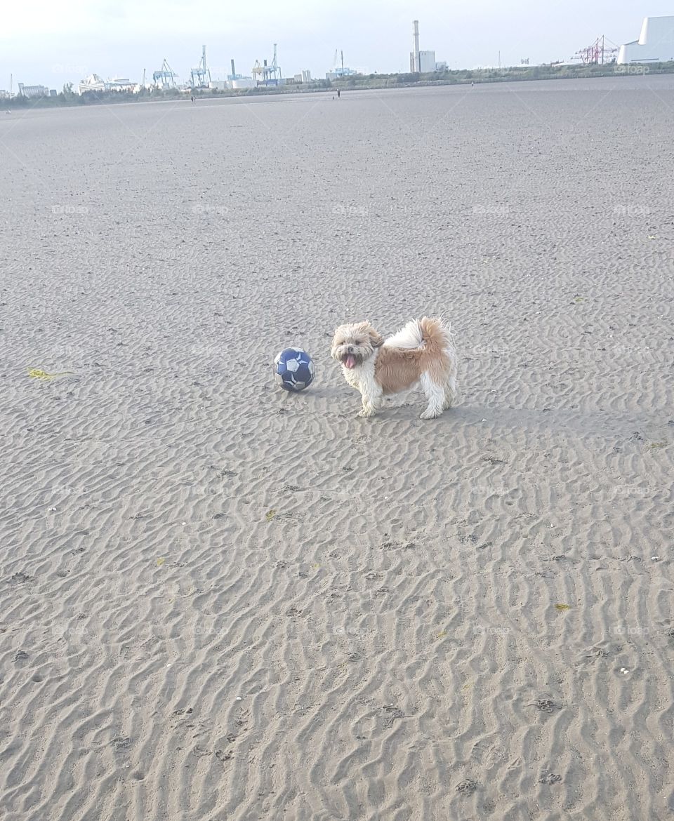 charlie at the  beach