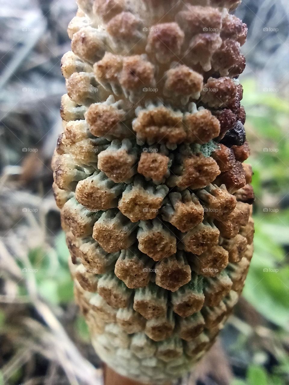 How did you find the macro photo?