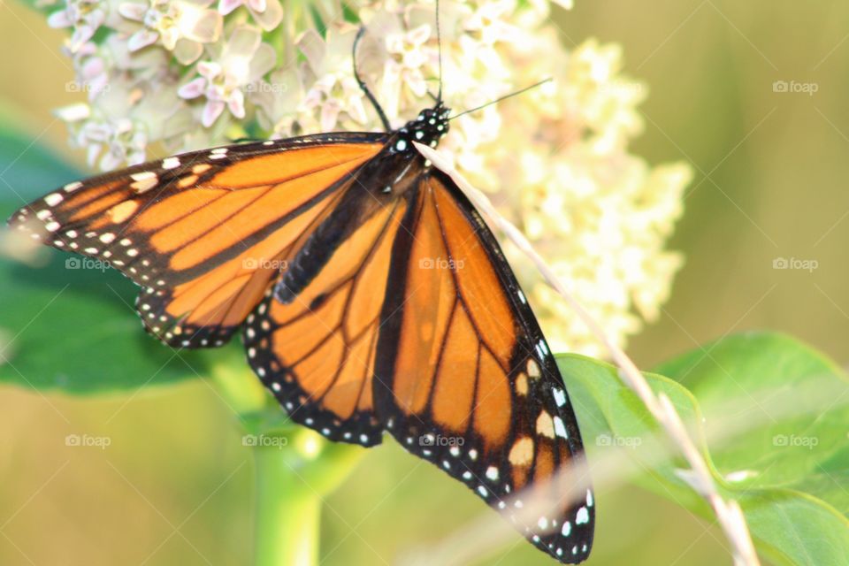 Butterfly, Insect, No Person, Nature, Outdoors