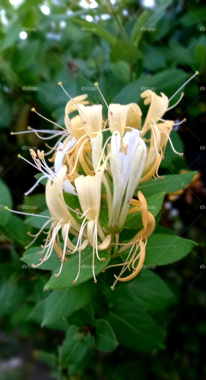 flowers and plants