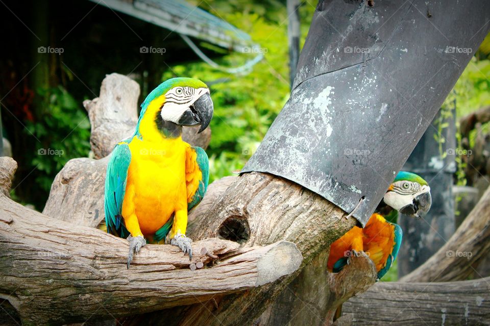 Birds, macaws.. Birds, macaws. The colourful birds.