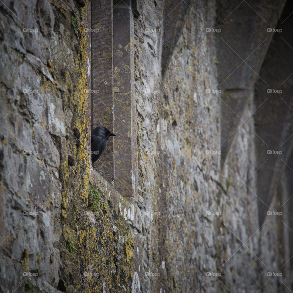 Bird, Nature, No Person, Wildlife, Tree