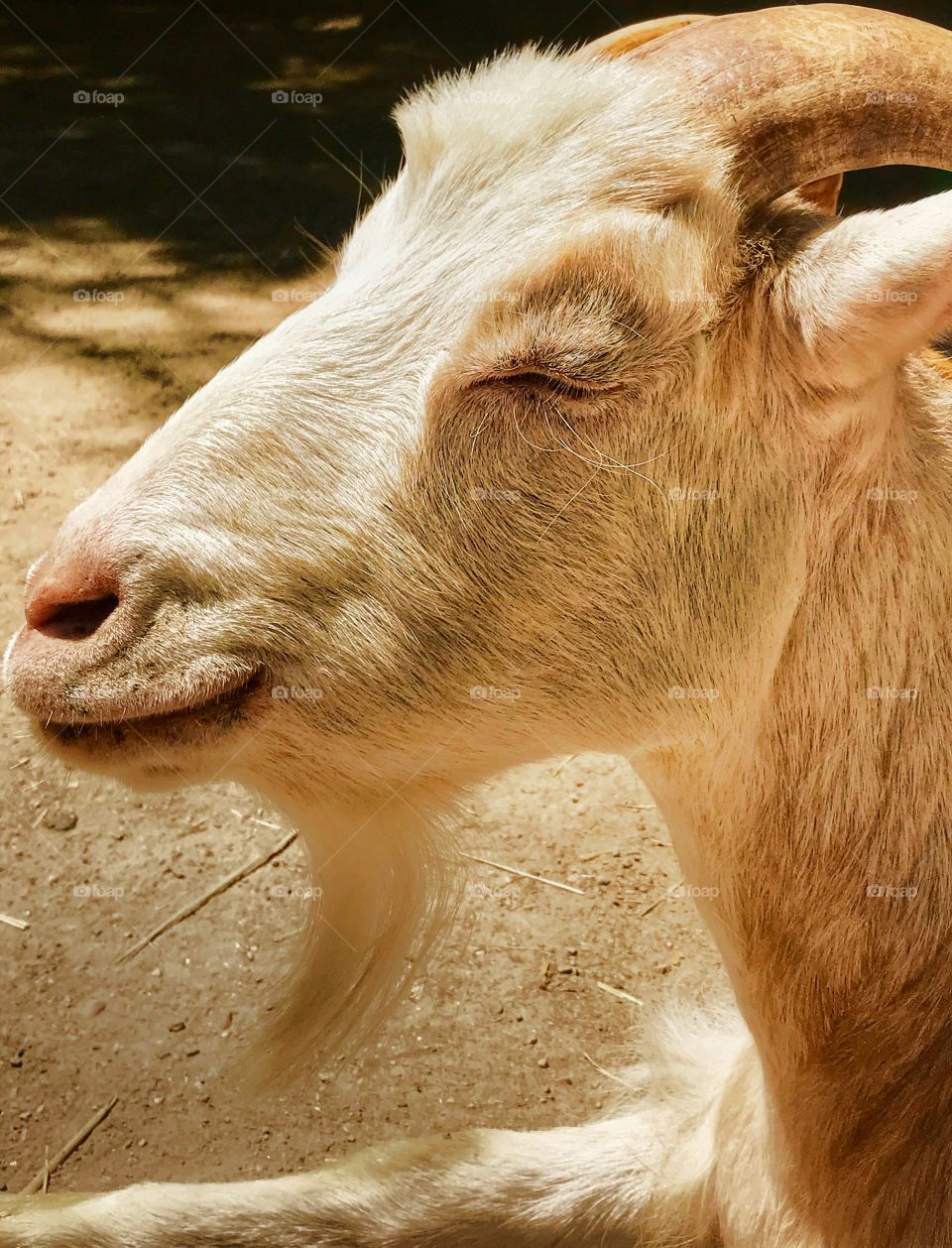 Very cute smiling billy goat—taken in Grand Rapids, Michigan
