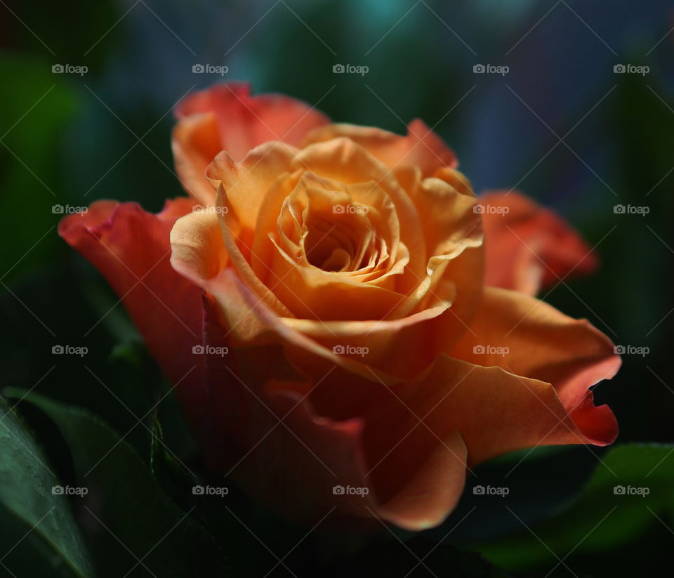 Bright orange rose in bloom making a beautiful pattern