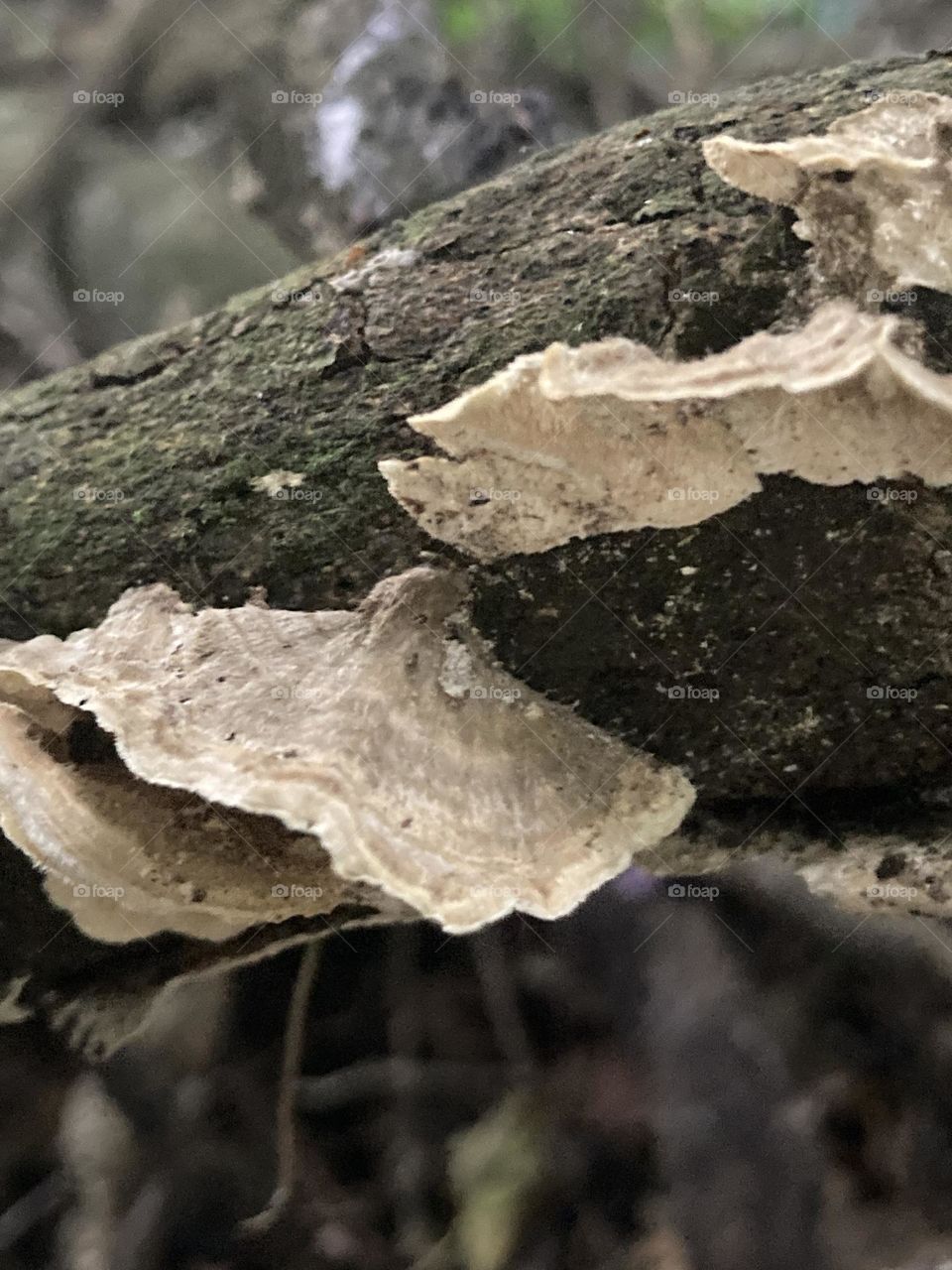 Trono de árvore com cogumelos bege. Fungos sobre tronco seco de uma árvore.
