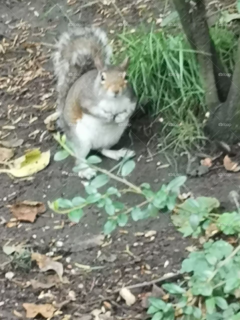 Curious little squirrel