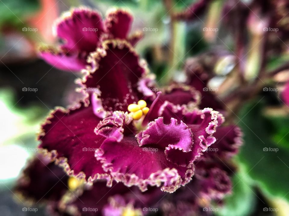 Violets... a small flower, which colors vary from violet, to tiptoe to white, and that represents modesty. A beautiful and cute flower...