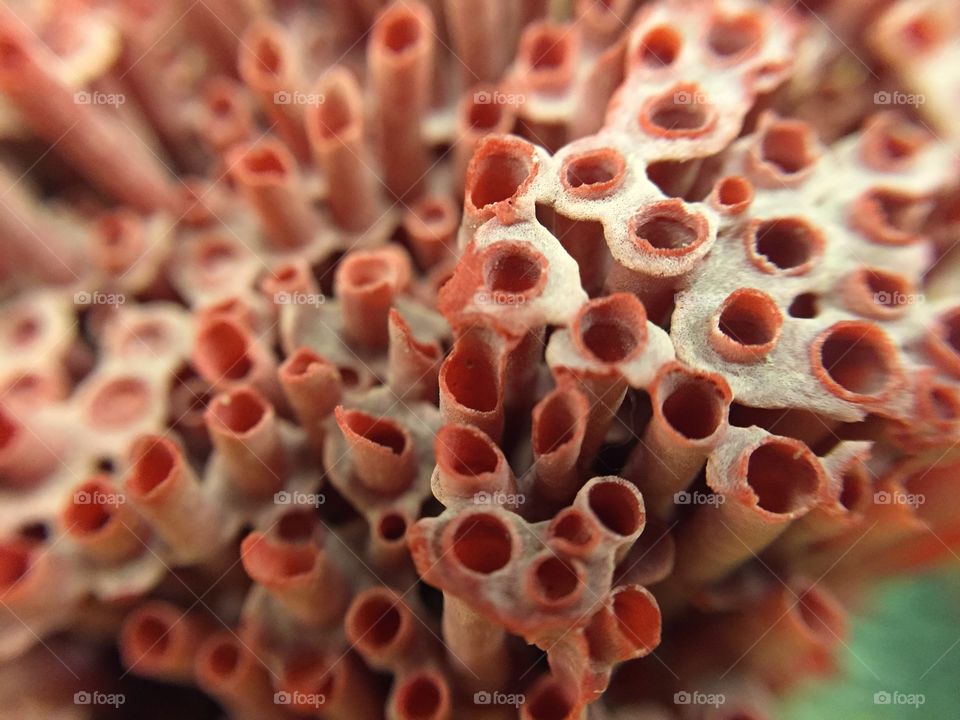 Close-up of a coral