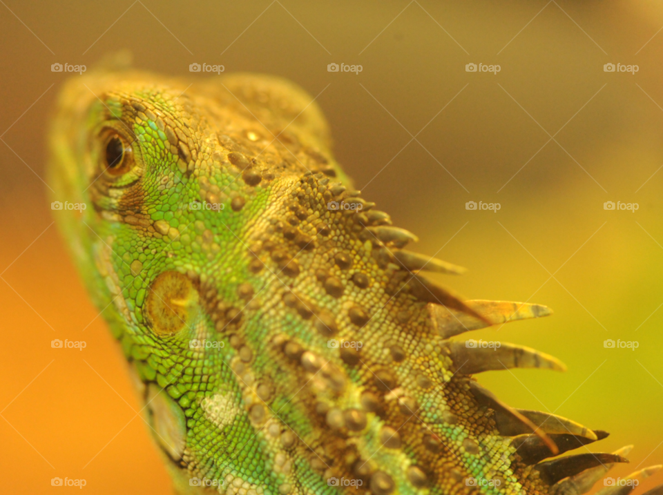 lizard iguana by lightanddrawing