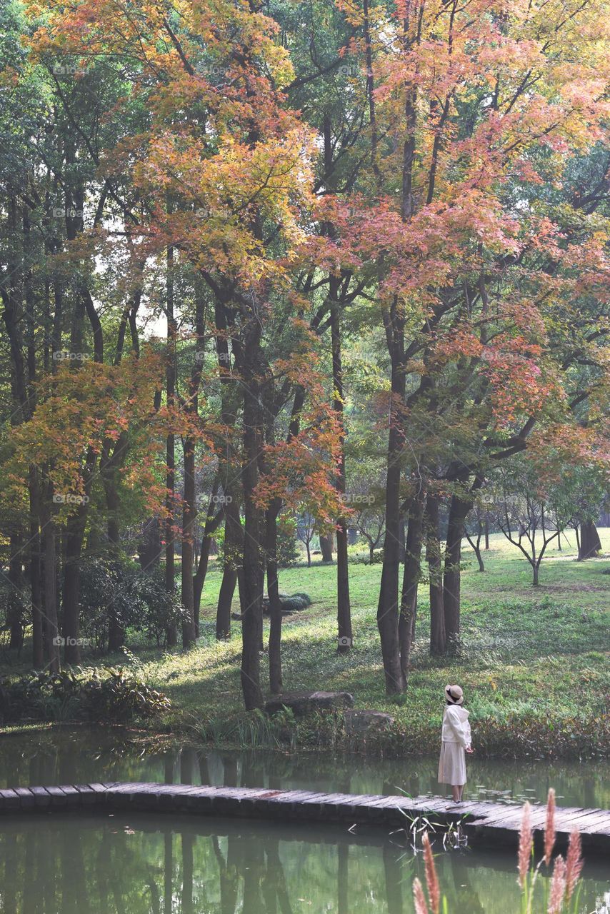 colorful trees