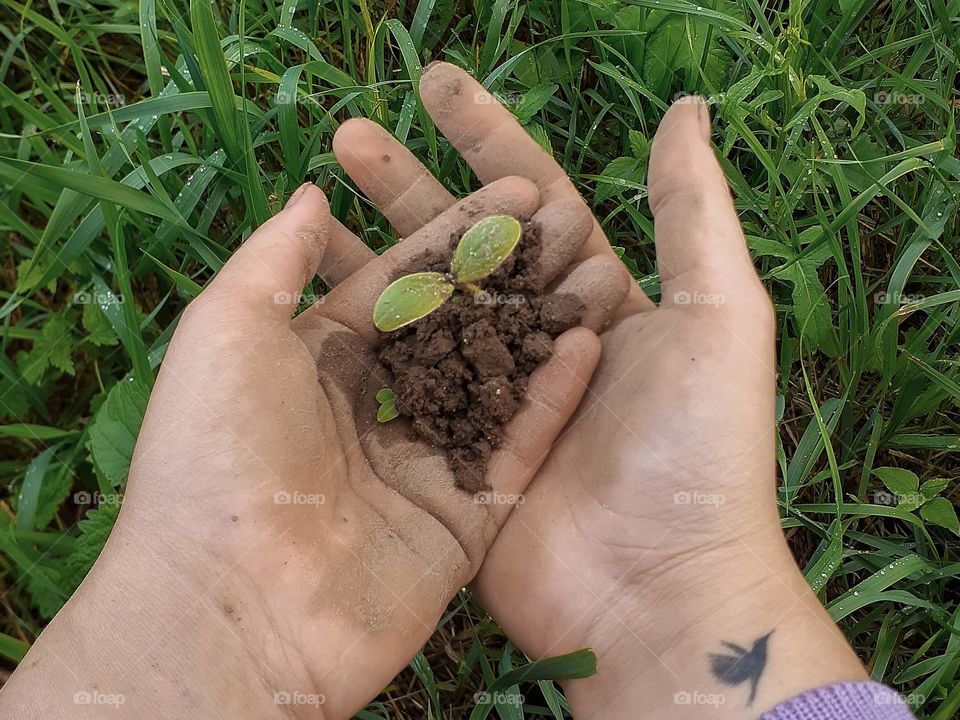Ukrainian cucumber sprout