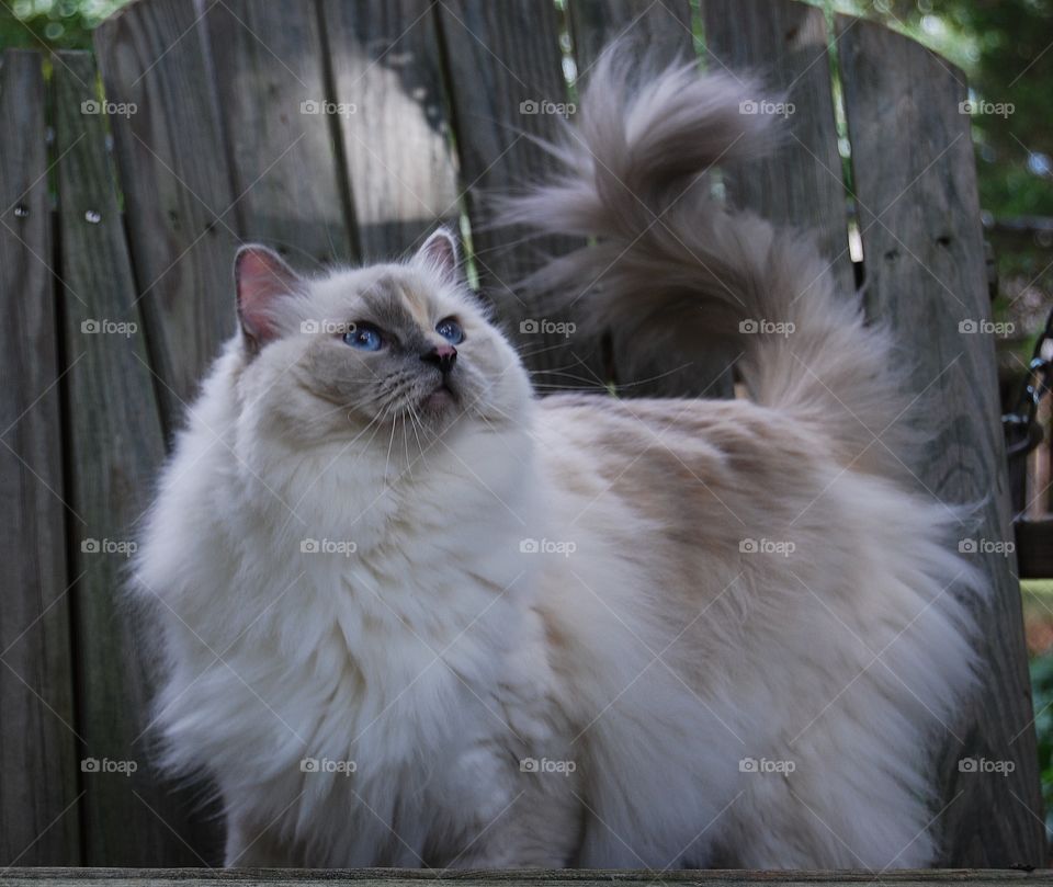 Ragdoll cat