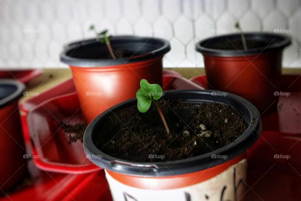 radish sprouts in pots inside