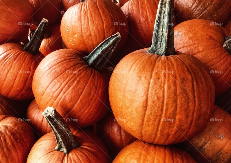 Pumpkin patch—taken in Dyer, Indiana 