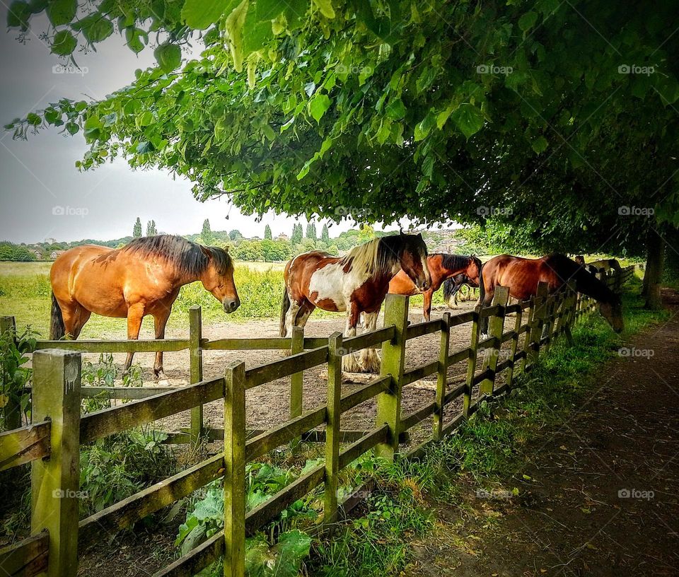 horses under the trees