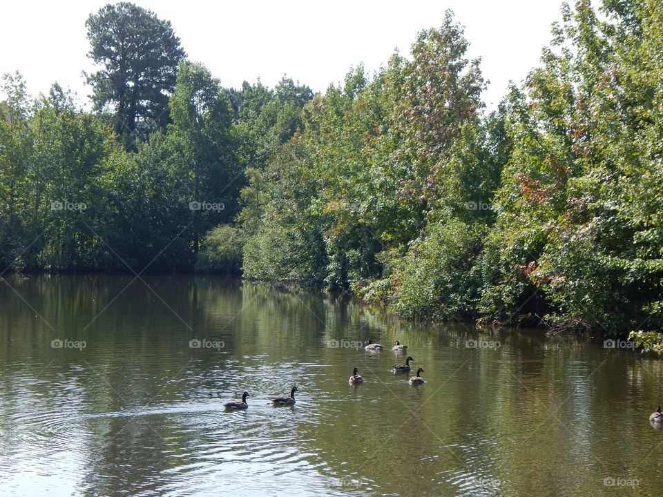 Nature’s Scenery, Geese on the Pond