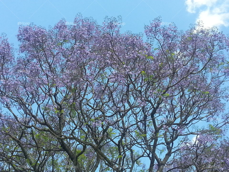 Trees with flowers